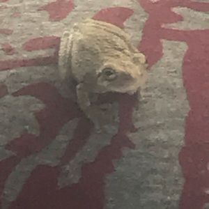 Meet your Posher, Ma